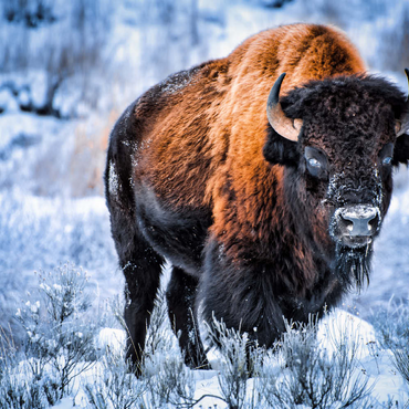 Amerikanischer Bison, kauert im Winter im Schnee, Yellowstone National Park 100 Puzzle 3D Modell