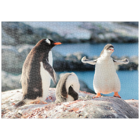 Darstellung des Puzzle-Motivs Starker Eselspinguin - Antarktis – Puzzleteile: 1000