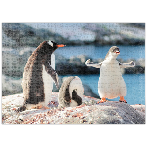 puzzleplate Strongster Eselspinguin Cute Funny Baby Chick Mama Pinguine Kolonie Wildlife King Vögel Polar Tiere Cold Wild Life Kreaturen Antarktis Antarktis Halbinsel Täuschungsinsel Halbmond Georgia 1000 Puzzle