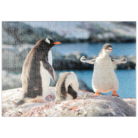 Darstellung des Puzzle-Motivs Starker Eselspinguin - Antarktis – Puzzleteile: 200