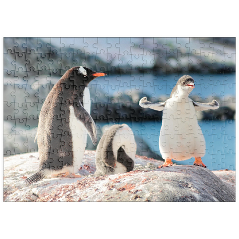 puzzleplate Strongster Eselspinguin Cute Funny Baby Chick Mama Pinguine Kolonie Wildlife King Vögel Polar Tiere Cold Wild Life Kreaturen Antarktis Antarktis Halbinsel Täuschungsinsel Halbmond Georgia 200 Puzzle
