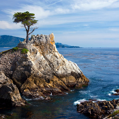 Monterey Zypresse (Lone Cypress) an der Pazifikküste bei 200 Puzzle 3D Modell