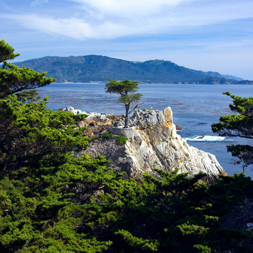 Monterey Zypresse (Lone Cypress) an der Pazifikküste bei 100 Puzzle 3D Modell