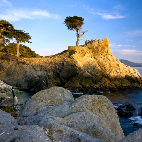 Monterey Zypresse (Lone Cypress) an der Pazifikküste bei 1000 Puzzle 3D Modell