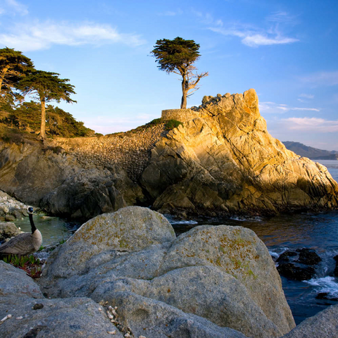 Monterey Zypresse (Lone Cypress) an der Pazifikküste bei 100 Puzzle 3D Modell