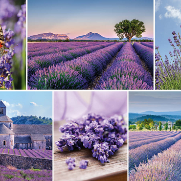 Lavendelfelder in der Provence bei Valensole 500 Puzzle 3D Modell