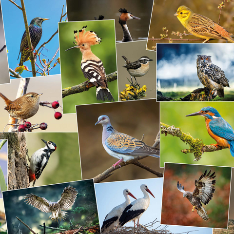 Vögel des Jahres - Collage Nr.1 - Deutschland 1000 Puzzle 3D Modell
