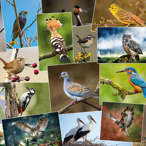 Vögel des Jahres - Collage Nr.1 - Deutschland 500 Puzzle 3D Modell