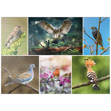 puzzleplate Vögel des Jahres - Collage Nr.2 - Deutschalnd 1000 Puzzle