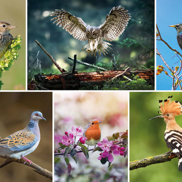 Vögel des Jahres - Collage Nr.2 - Deutschalnd 1000 Puzzle 3D Modell
