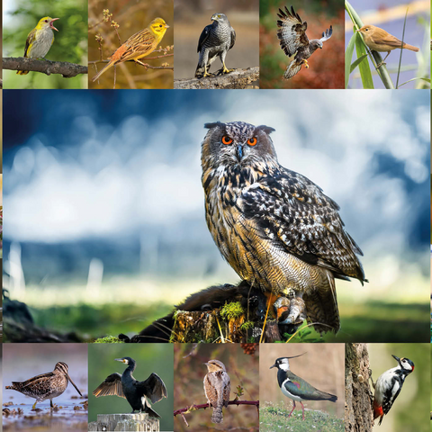 Vögel des Jahres - Collage Nr.3 - Hauptmotiv: Uhu 1000 Puzzle 3D Modell