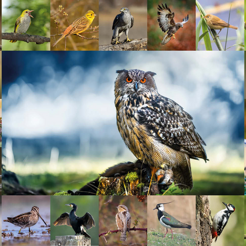 Vögel des Jahres - Collage Nr.3 - Hauptmotiv: Uhu 100 Puzzle 3D Modell