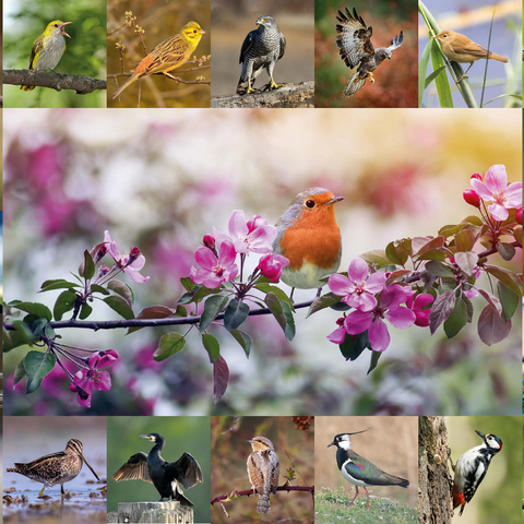 Vögel des Jahres - Collage Nr.4 - Hauptmotiv: Rotkehlchen 1000 Puzzle 3D Modell