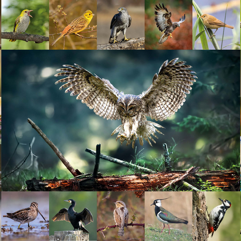 Vögel des Jahres - Collage Nr.5 - Hauptmotiv: Waldkauz 1000 Puzzle 3D Modell