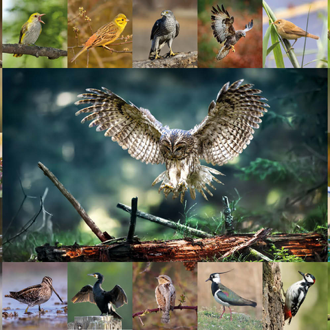 Vögel des Jahres - Collage Nr.5 - Hauptmotiv: Waldkauz 200 Puzzle 3D Modell