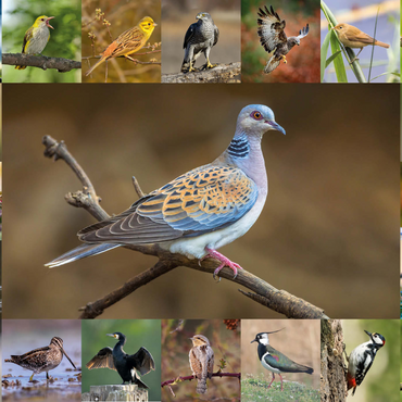 Vögel des Jahres - Collage Nr.6 - Hauptmotiv: Turteltaube 1000 Puzzle 3D Modell