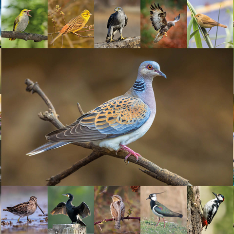 Vögel des Jahres - Collage Nr.6 - Hauptmotiv: Turteltaube 1000 Puzzle 3D Modell