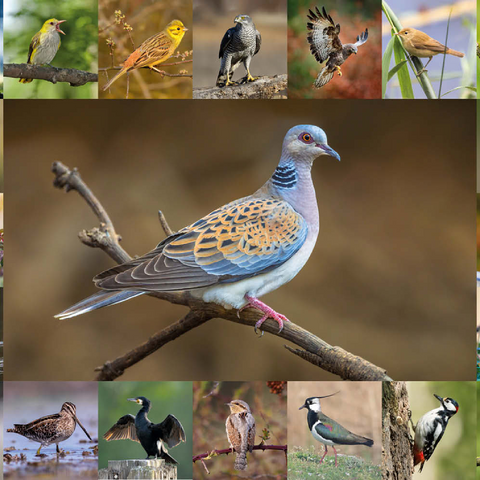Vögel des Jahres - Collage Nr.6 - Hauptmotiv: Turteltaube 100 Puzzle 3D Modell