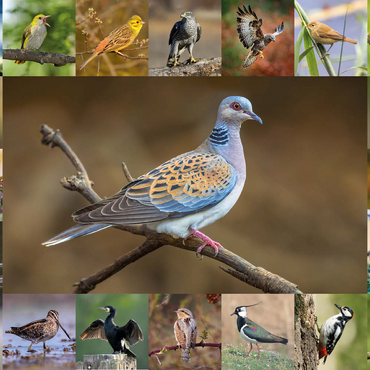 Vögel des Jahres - Collage Nr.6 - Hauptmotiv: Turteltaube 500 Puzzle 3D Modell