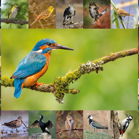 Vögel des Jahres - Collage Nr.8 Hauptmotiv: Eisvogel 100 Puzzle 3D Modell