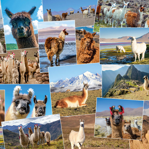 Lamas und Alpakas - Collage No. 2 1000 Puzzle 3D Modell