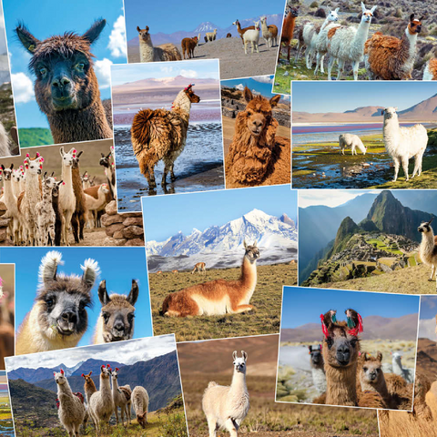 Lamas und Alpakas - Collage No. 2 200 Puzzle 3D Modell