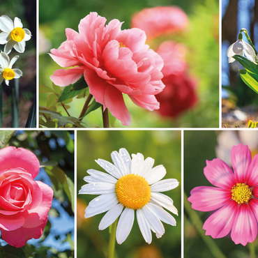Bunte Blumen-Collage Nr. 7 im Frühling und Sommer 1000 Puzzle 3D Modell