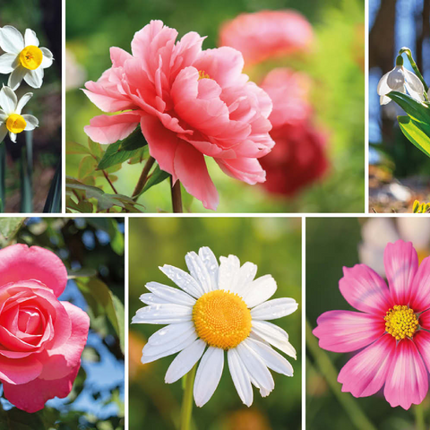 Bunte Blumen-Collage Nr. 7 im Frühling und Sommer 100 Puzzle 3D Modell